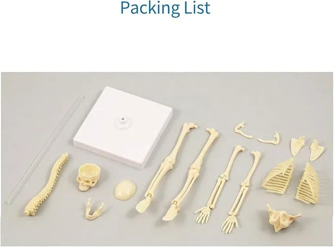 Teng Xin – Explore Science Bone Assembly