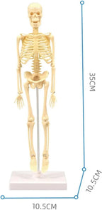 Teng Xin – Explore Science Bone Assembly