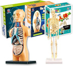 Teng Xin – Explore Science Bone Assembly